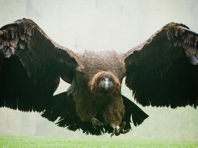 Rosie, condor Andin
